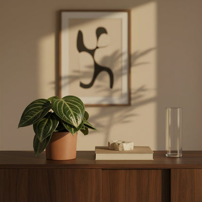 Peperomia sarcophylla — D15 x H25 cm - Verdeia