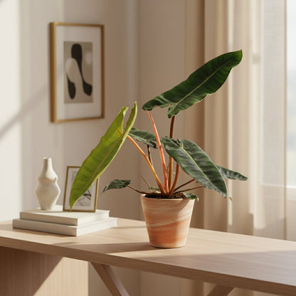 Philodendron Billietiae – Ø12 cm – H25 cm - Verdeia