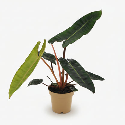 Philodendron Billietiae – Ø12 cm – H25 cm - Verdeia