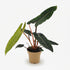 Philodendron Billietiae – Ø12 cm – H25 cm - Verdeia