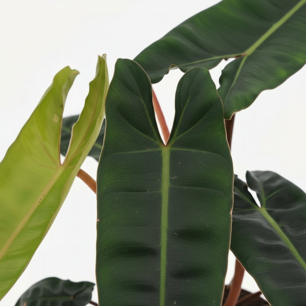 Philodendron Billietiae – Ø12 cm – H25 cm - Verdeia