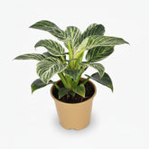 Philodendron Birkin — Ø14 cm — H25 cm - Verdeia