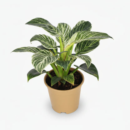 Philodendron Birkin — Ø14 cm — H25 cm - Verdeia