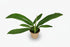 Philodendron Campii - D14cm x H40cm - Verdeia