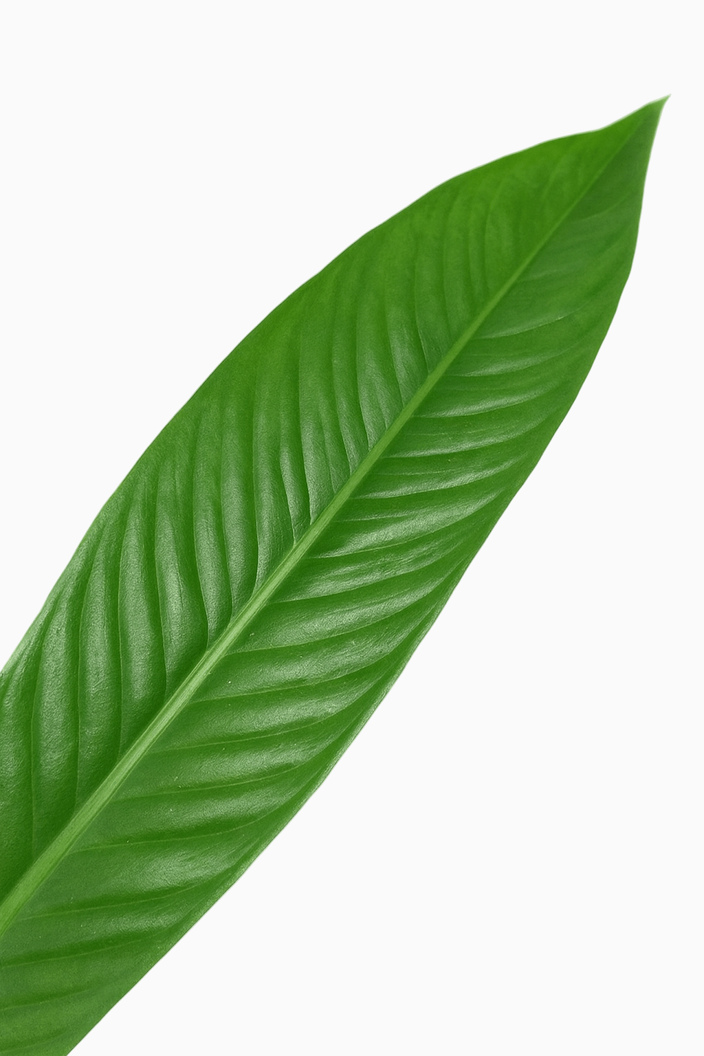 Philodendron Campii - D14cm x H40cm - Verdeia