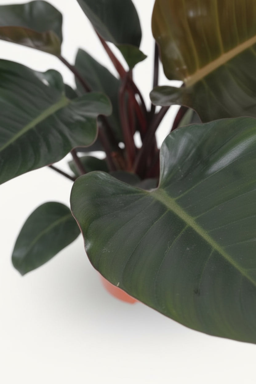 Philodendron Congo Red – Ø27 cm – H80 cm - Verdeia