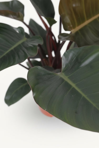 Philodendron Congo Red – Ø27 cm – H80 cm - Verdeia
