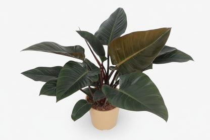 Philodendron Congo Red – Ø27 cm – H80 cm - Verdeia