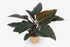 Philodendron Congo Red – Ø27 cm – H80 cm - Verdeia