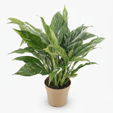 Philodendron Diamond Variegata — Ø14 cm — H55 cm - Verdeia