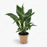 Philodendron Diamond Variegata - Verdeia