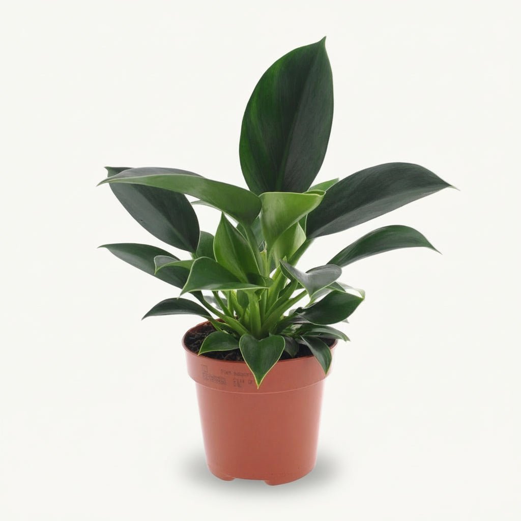 Philodendron Green Princess – Ø12 cm – H25 cm - Verdeia