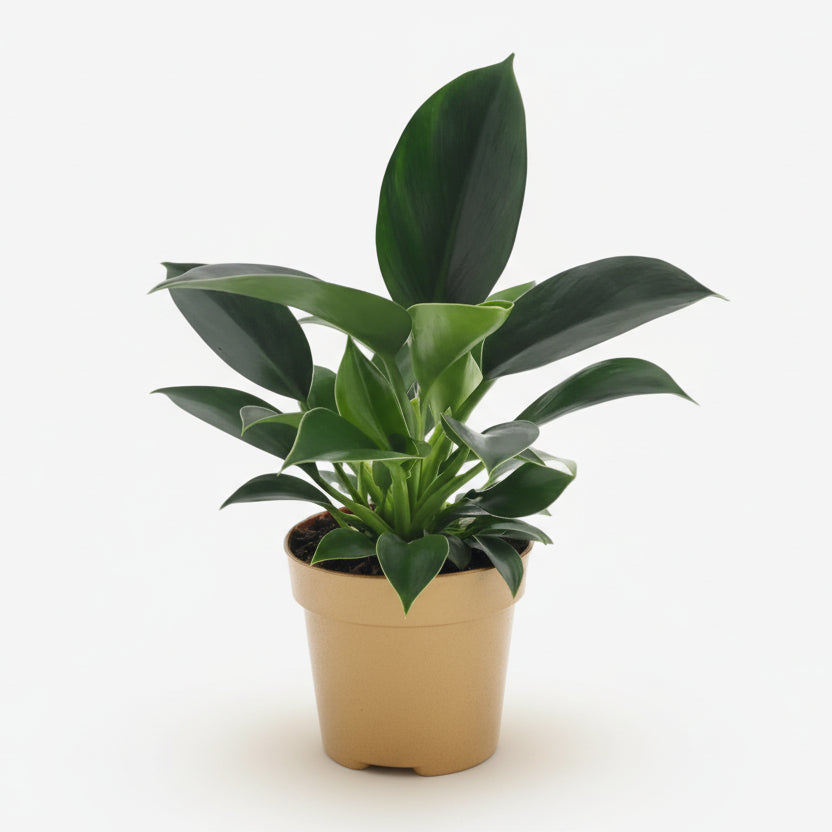Philodendron Green Princess – Ø12 cm – H25 cm - Verdeia