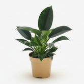 Philodendron Green Princess – Ø12 cm – H25 cm - Verdeia
