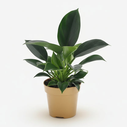 Philodendron Green Princess – Ø12 cm – H25 cm - Verdeia