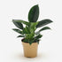 Philodendron Green Princess – Ø12 cm – H25 cm - Verdeia