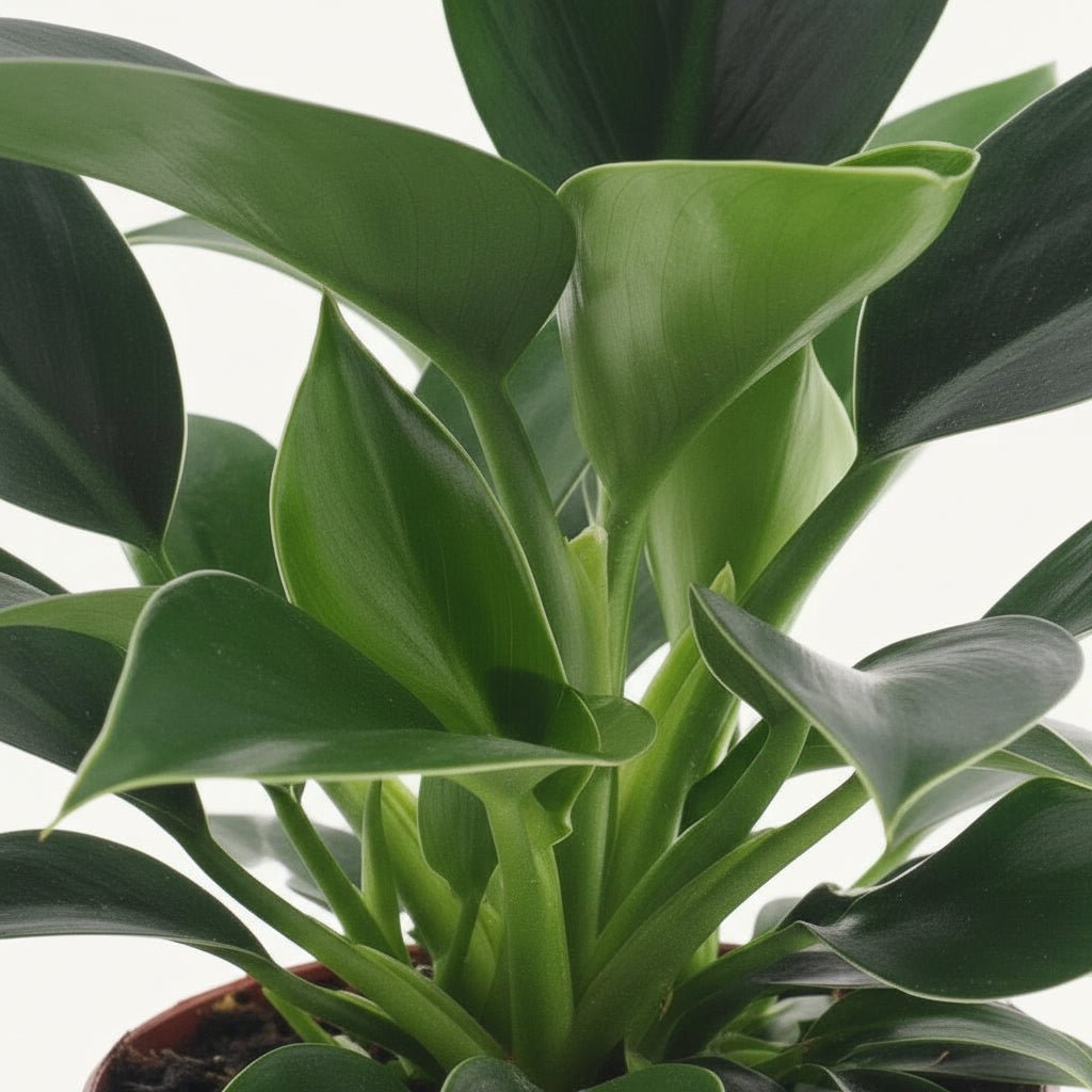 Philodendron Green Princess – Ø12 cm – H25 cm - Verdeia