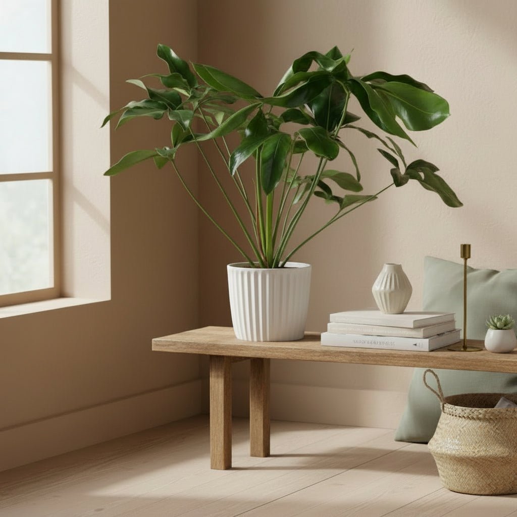 Philodendron Green Wonder – Ø24 cm – H100 cm - Verdeia