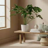 Philodendron Green Wonder – Ø24 cm – H100 cm - Verdeia