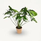 Philodendron Green Wonder – Ø24 cm – H100 cm - Verdeia