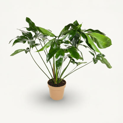 Philodendron Green Wonder – Ø24 cm – H100 cm - Verdeia