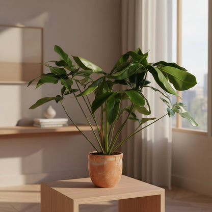 Philodendron Green Wonder – Ø24 cm – H100 cm - Verdeia