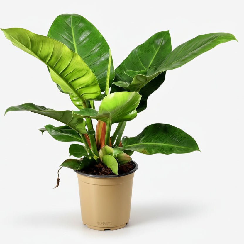 Philodendron Imperial Green — Ø19 cm — H55 cm - Verdeia