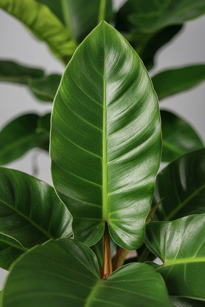 Philodendron Imperial Green — Ø19 cm — H55 cm - Verdeia