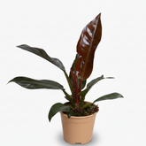Philodendron Imperial Red – Philodendron impérial rouge - Verdeia