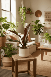 Philodendron Imperial Red — Philodendron impérial rouge - Verdeia