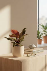 Philodendron Imperial Red — Philodendron impérial rouge - Verdeia