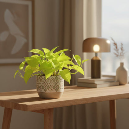 Philodendron Lime – Ø12 cm – H20 cm - Verdeia