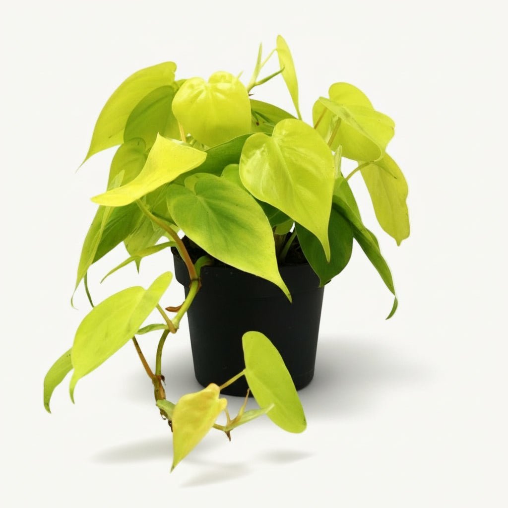 Philodendron Lime – Ø12 cm – H20 cm - Verdeia