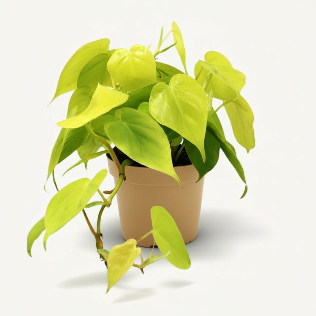 Philodendron Lime – Ø12 cm – H20 cm - Verdeia