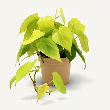 Philodendron Lime – Ø12 cm – H20 cm - Verdeia