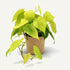 Philodendron Lime – Ø12 cm – H20 cm - Verdeia