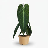 Philodendron melanochrysum — Ø21 cm — H75 cm - Verdeia