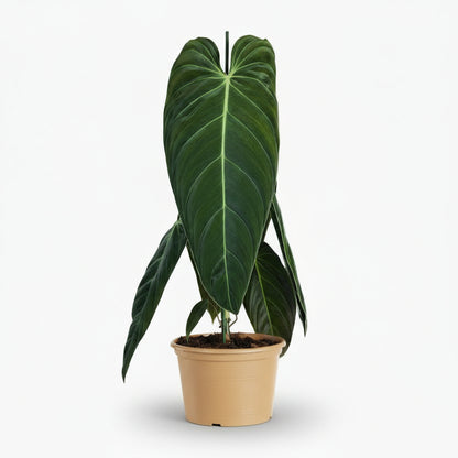 Philodendron melanochrysum — Ø21 cm — H75 cm - Verdeia