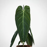 Philodendron melanochrysum — Ø21 cm — H75 cm - Verdeia
