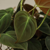 Philodendron Micans – Philodendron velours - Verdeia