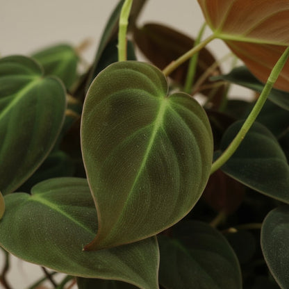 Philodendron Micans – Philodendron velours - Verdeia