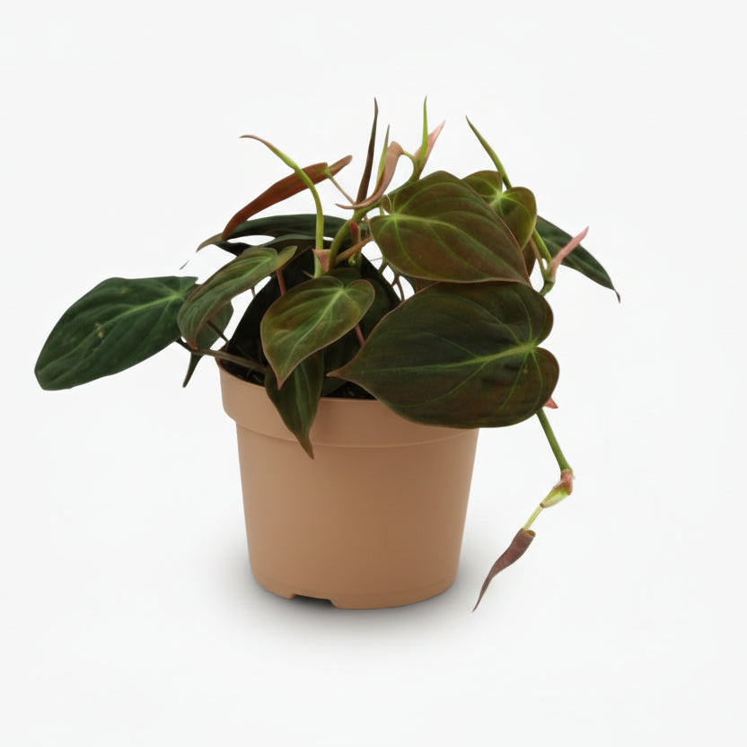 Philodendron Micans – Philodendron velours - Verdeia