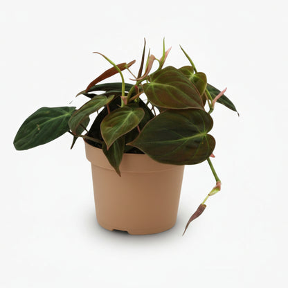 Philodendron Micans – Philodendron velours - Verdeia