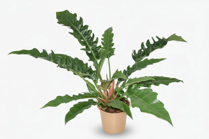 Philodendron ‘Narrow Escape’ – Philodendron tropical – Ø19cm – ↕55cm - Verdeia