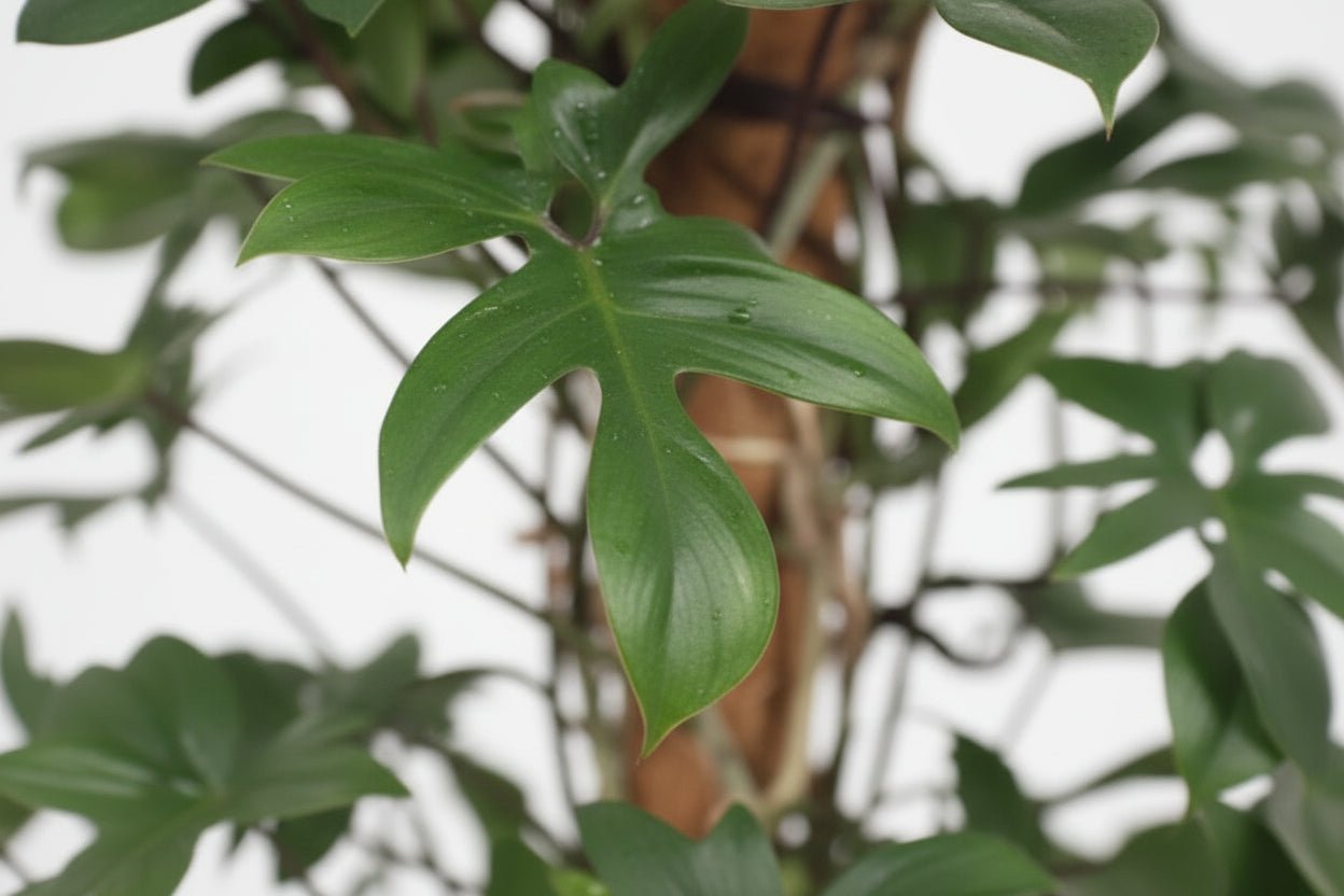 Philodendron Pedatum — Ø27 cm — H130 cm - Verdeia