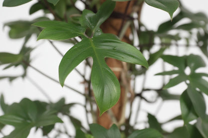 Philodendron Pedatum — Ø27 cm — H130 cm - Verdeia
