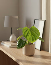 Philodendron Pittieri – Ø12 cm – H30 cm - Verdeia