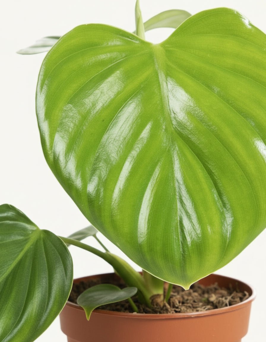 Philodendron Pittieri – Ø12 cm – H30 cm - Verdeia