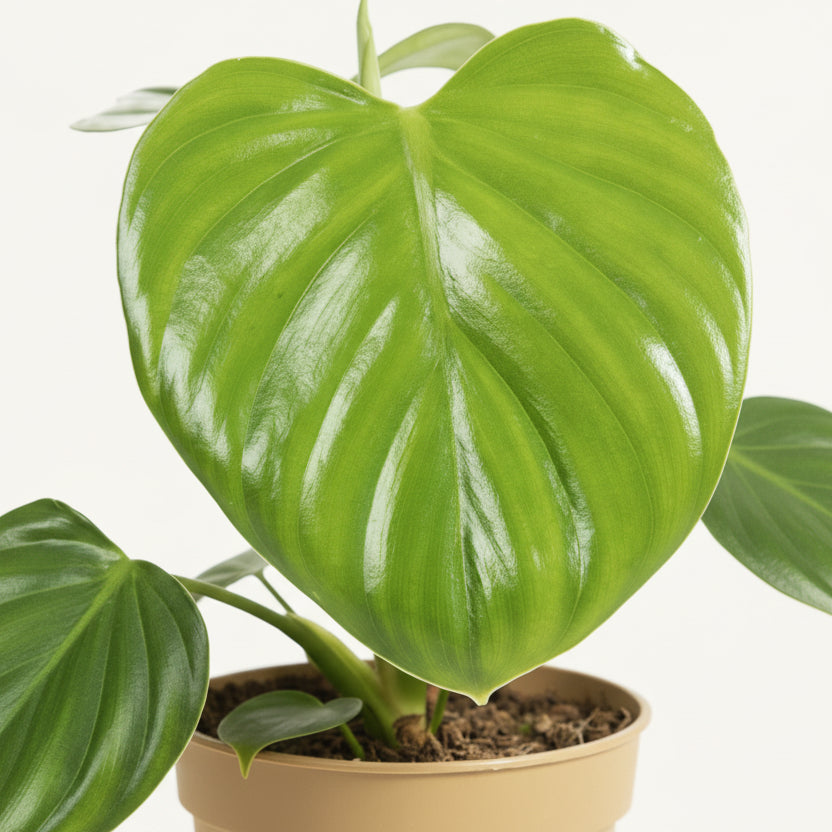 Philodendron Pittieri – Ø12 cm – H30 cm - Verdeia
