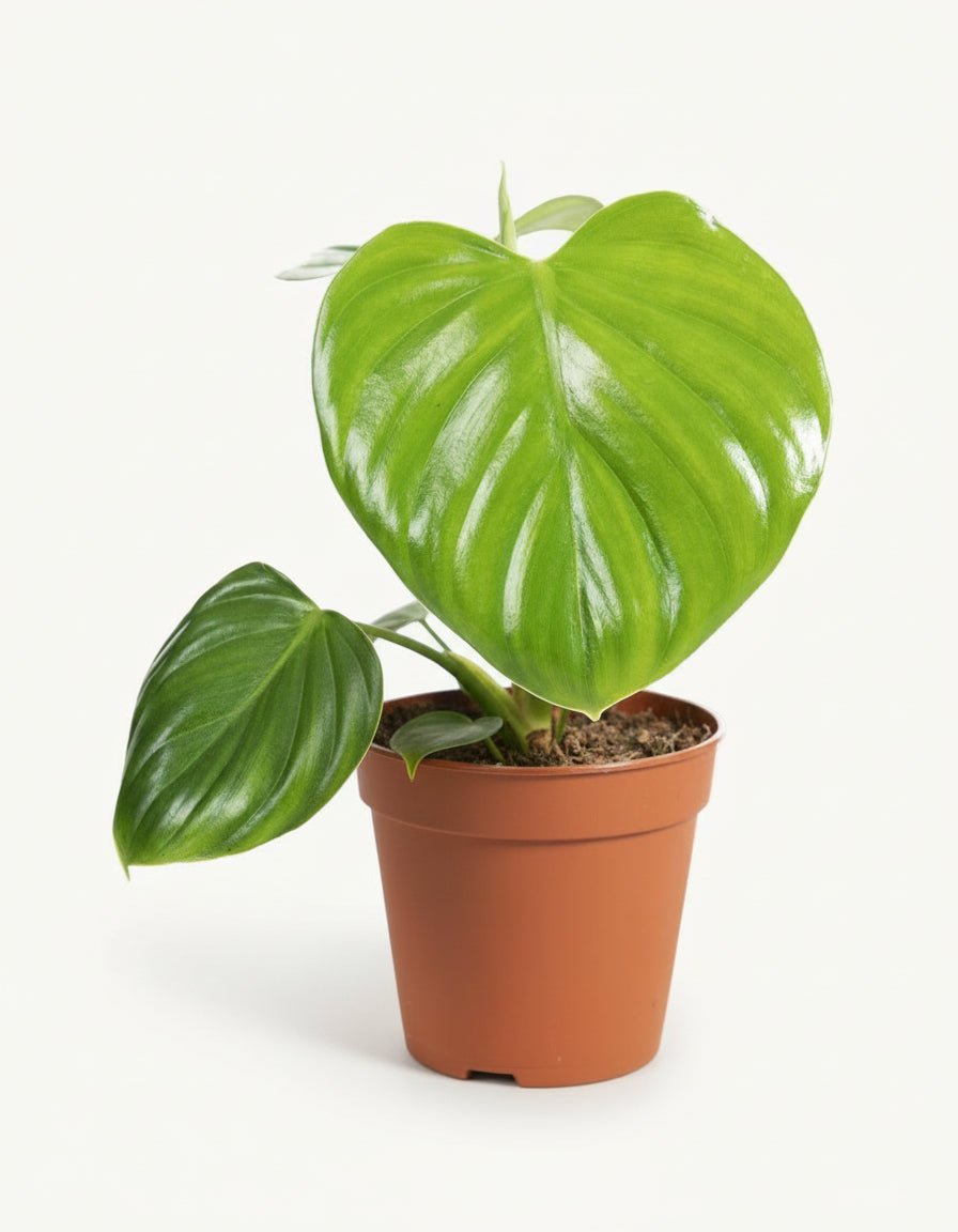 Philodendron Pittieri – Ø12 cm – H30 cm - Verdeia